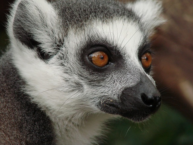 Lemur, Madagascar, Monkey - Free image - 108450